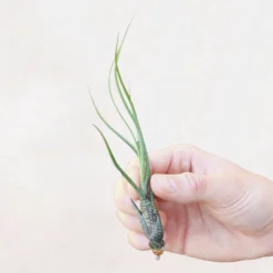 XL Tillandsia Butzii Air Plants / 10-18 Inch Plants 6 XL Tillandsia Butzii Air Plants / 10-18 Inch Plants -Air Plant Supply Store CopyofUntitled 2500x1000px 2500x2500px 2 min