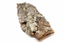 Natural Cork Bark Displays & Waterproof Glue - Create A Unique Vertical Garden Display! -Air Plant Supply Store Cork Bark 2 4e89a4f9 da37 48c4 abf3 8aef123c9cc5 scaled