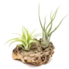 SALE - Small Tabletop Cork Bark Display With 2 Tillandsia Air Plants - Set Of 3 Or 6 - 40% Off