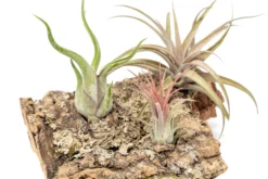 Medium Tabletop Cork Bark Display With 3 Tillandsia Air Plants -Air Plant Supply Store Cork Bark Display 10 scaled