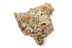 Medium Tabletop Cork Bark Display With 3 Tillandsia Air Plants -Air Plant Supply Store Cork Bark Display 11 scaled