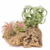 Medium Tabletop Cork Bark Display With 3 Tillandsia Air Plants