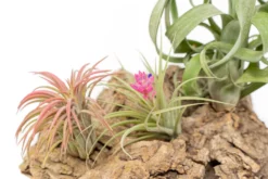 SALE - Medium Tabletop Cork Bark Display With 3 Tillandsia Air Plants - Set Of 3 Or 6 - 40% Off -Air Plant Supply Store Cork Bark Display 13 4abc9a94 1f53 42ab ac5b db84fed93cb9 scaled