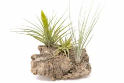 Medium Tabletop Cork Bark Display With 3 Tillandsia Air Plants -Air Plant Supply Store Cork Bark Display 15 scaled
