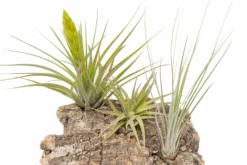 Medium Tabletop Cork Bark Display With 3 Tillandsia Air Plants -Air Plant Supply Store Cork Bark Display 16 scaled