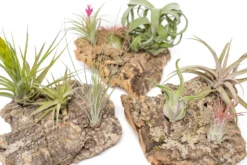 SALE - Medium Tabletop Cork Bark Display With 3 Tillandsia Air Plants - Set Of 3 Or 6 - 40% Off -Air Plant Supply Store Cork Bark Display 18 9d7c4c3b 3fc2 4e58 b951 84f8ddedfe1f scaled