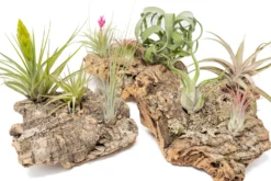 SALE - Medium Tabletop Cork Bark Display With 3 Tillandsia Air Plants - Set Of 3 Or 6 - 40% Off -Air Plant Supply Store Cork Bark Display 19 55daadeb 1333 4747 b6ab 753b6e5e4469 scaled