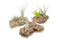 Small Tabletop Cork Bark Display With 2 Tillandsia Air Plants -Air Plant Supply Store Cork Bark Display 21 3d1682fa f995 460d 8062 2668c42a6922 scaled