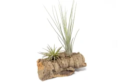 Small Tabletop Cork Bark Display With 2 Tillandsia Air Plants -Air Plant Supply Store Cork Bark Display 4 0dcd72e8 9b30 4f9a af15 f9fcfa757971 scaled