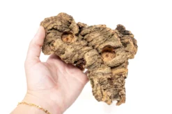 SALE - Small Tabletop Cork Bark Display With 2 Tillandsia Air Plants - Set Of 3 Or 6 - 40% Off -Air Plant Supply Store Cork Bark Display 7 scaled