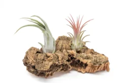SALE - Small Tabletop Cork Bark Display With 2 Tillandsia Air Plants - Set Of 3 Or 6 - 40% Off -Air Plant Supply Store Cork Bark Display 8 scaled