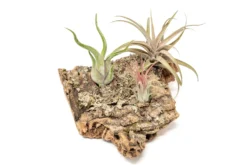 Medium Tabletop Cork Bark Display With 3 Tillandsia Air Plants -Air Plant Supply Store Cork Bark Display 9 scaled