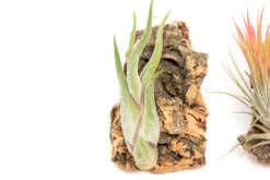 SALE - Cork Bark Chunk Displays With Tillandsia Air Plants & Waterproof Glue - Sets Of 3 Or 6 - 25% Off -Air Plant Supply Store Cork Bark Tillandsia Air Plants 3 scaled