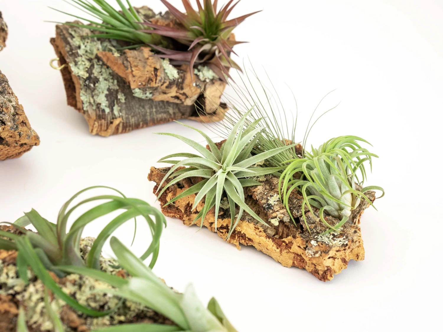 SALE - Medium Cork Bark Displays With Tillandsia Air Plants & Waterproof Glue - Set Of 3 Or 6 - 40% Off - Image 4