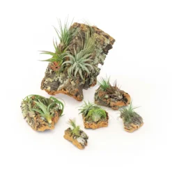 SALE - Medium Cork Bark Displays With Tillandsia Air Plants & Waterproof Glue - Set Of 3 Or 6 - 40% Off -Air Plant Supply Store Cork Bark With Tillandsia Air Plants 12 c08ea437 5a88 4d46 a9ce 43b7ab0bf7d7 scaled