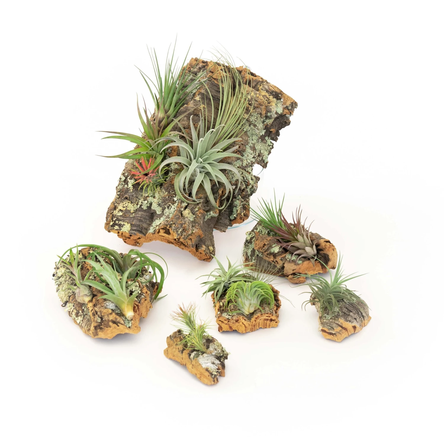 SALE - Medium Cork Bark Displays With Tillandsia Air Plants & Waterproof Glue - Set Of 3 Or 6 - 40% Off - Image 8