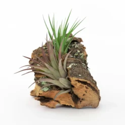 SALE - Small Cork Bark Displays With 3 Tillandsia Air Plants Each & Waterproof Glue - Set Of 3 Or 6 - 40% Off -Air Plant Supply Store Cork Bark With Tillandsia Air Plants 15 scaled