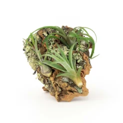 SALE - Small Cork Bark Displays With 3 Tillandsia Air Plants Each & Waterproof Glue - Set Of 3 Or 6 - 40% Off -Air Plant Supply Store Cork Bark With Tillandsia Air Plants 16 scaled