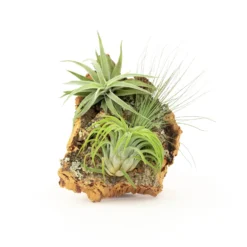 SALE - Small Cork Bark Displays With 3 Tillandsia Air Plants Each & Waterproof Glue - Set Of 3 Or 6 - 40% Off