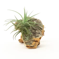 Cork Bark Chunk Display With Assorted Tillandsia Air Plant - Approximately 2 X 4 Inches -Air Plant Supply Store Cork Bark With Tillandsia Air Plants 19 328c3253 b7b4 45da 9159 4bee90e9ce4d scaled
