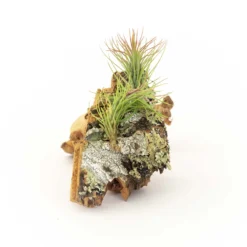 SALE - Cork Bark Chunk Displays With Tillandsia Air Plants & Waterproof Glue - Sets Of 3 Or 6 - 25% Off -Air Plant Supply Store Cork Bark With Tillandsia Air Plants 20 scaled