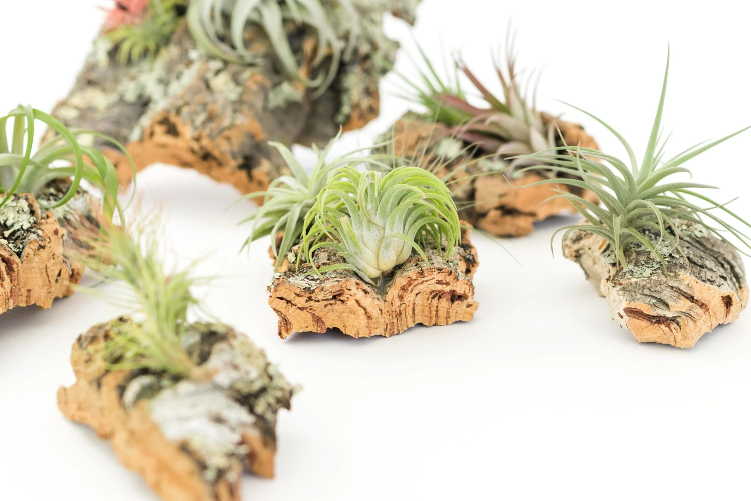SALE - Medium Cork Bark Displays With Tillandsia Air Plants & Waterproof Glue - Set Of 3 Or 6 - 40% Off - Image 7