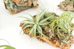 SALE - Small Cork Bark Displays With 3 Tillandsia Air Plants Each & Waterproof Glue - Set Of 3 Or 6 - 40% Off -Air Plant Supply Store Cork Bark With Tillandsia Air Plants 3 scaled