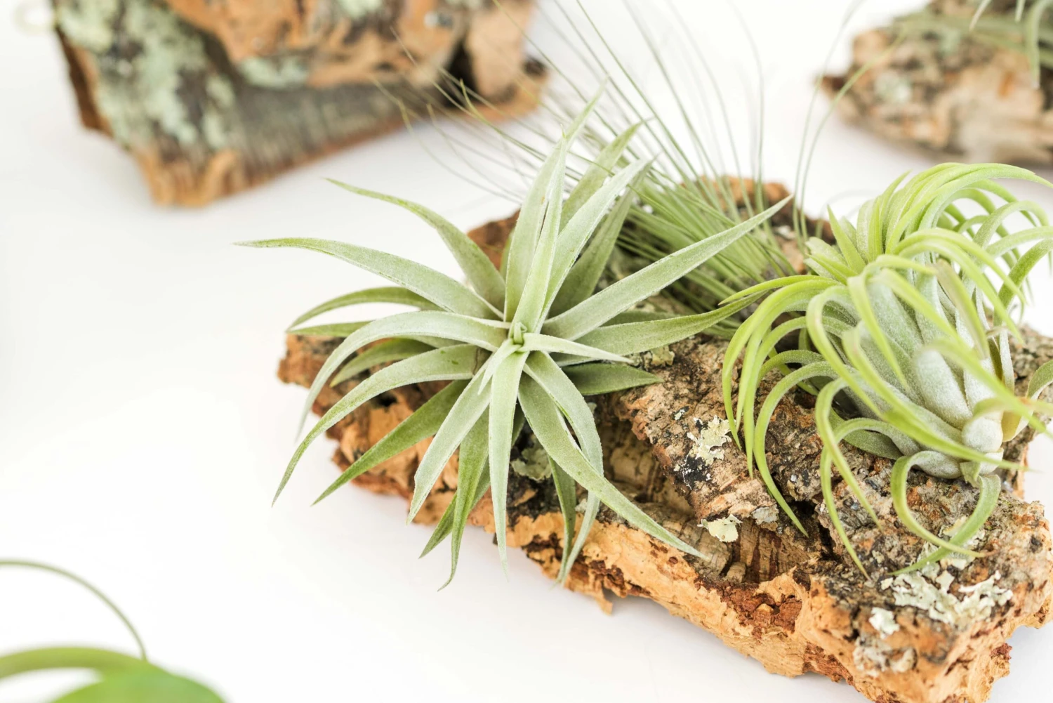 Small Cork Bark Display With 3 Tillandsia Air Plants & Waterproof Glue - Approximately 4 X 6 Inches 1 Small Cork Bark Display With 3 Tillandsia Air Plants & Waterproof Glue - Approximately 4 X 6 Inches