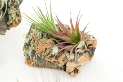 SALE - Small Cork Bark Displays With 3 Tillandsia Air Plants Each & Waterproof Glue - Set Of 3 Or 6 - 40% Off -Air Plant Supply Store Cork Bark With Tillandsia Air Plants 4 scaled