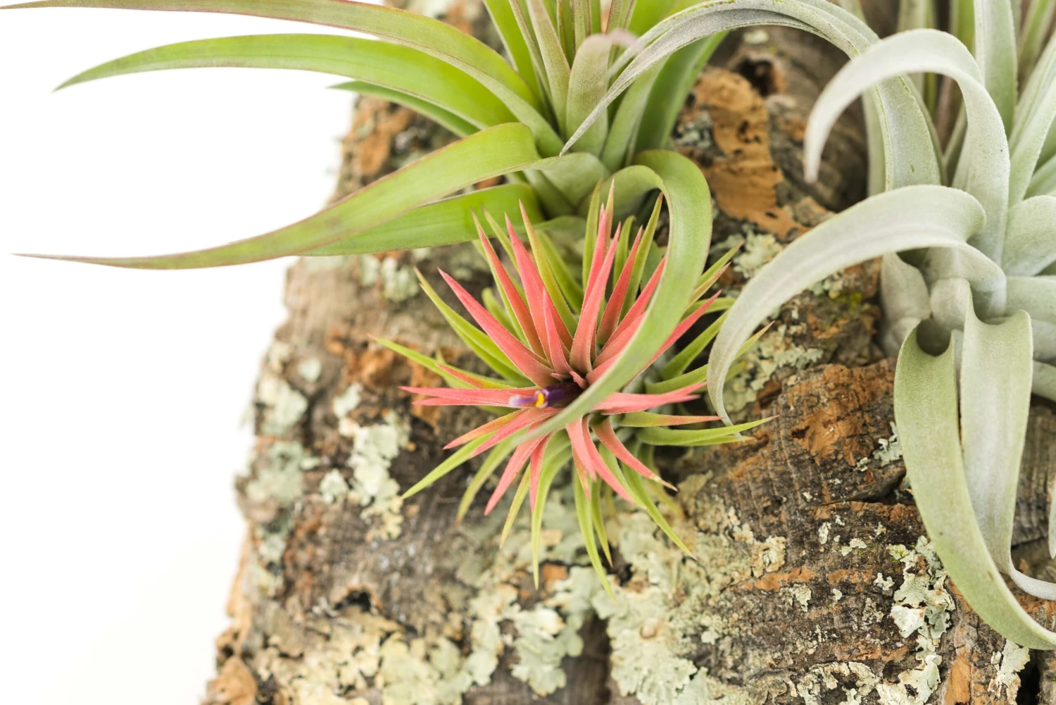 SALE - Medium Cork Bark Displays With Tillandsia Air Plants & Waterproof Glue - Set Of 3 Or 6 - 40% Off - Image 2