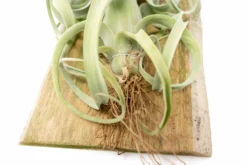 Tillandsia Curly Slim Mounted On Natural Cedar Plank -Air Plant Supply Store Curly Slim Plank 1 2 scaled