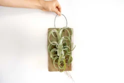 Tillandsia Curly Slim Mounted On Natural Cedar Plank -Air Plant Supply Store Curly Slim Plank 1 3 scaled