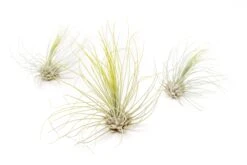 Bright Green Enhanced Tillandsia Air Plants - Colorful Air Plants 34 Bright Green Enhanced Tillandsia Air Plants - Colorful Air Plants -Air Plant Supply Store Enhanced Colored Tillandsia Air Plant Argentea Thin Bright Green 1