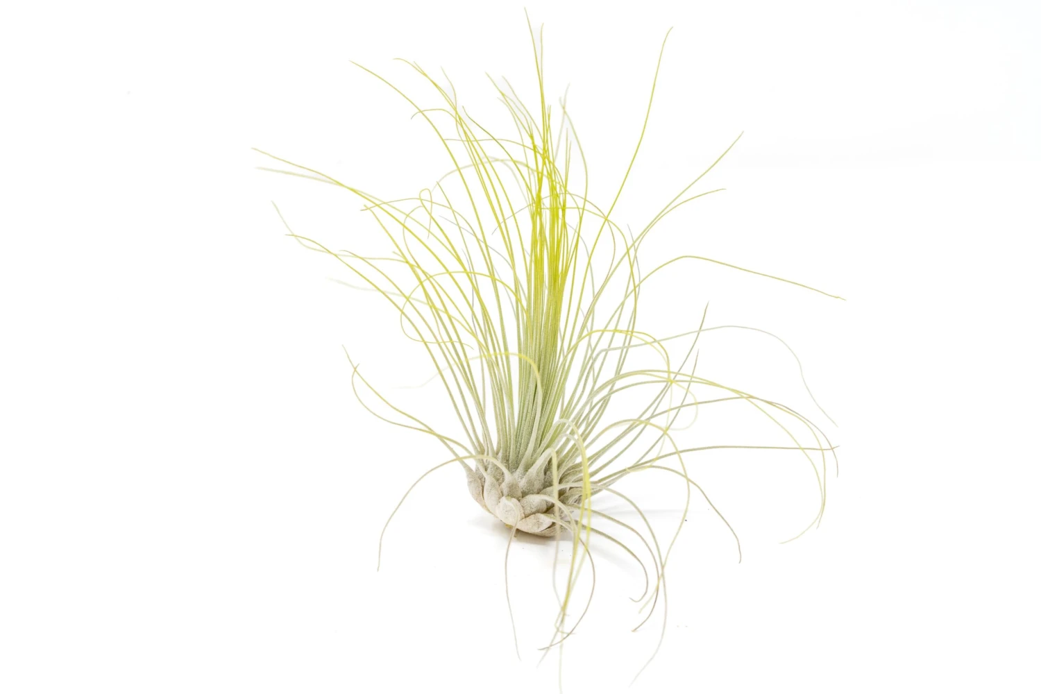 Bright Green Enhanced Tillandsia Air Plants - Colorful Air Plants 15 Bright Green Enhanced Tillandsia Air Plants - Colorful Air Plants - Image 15