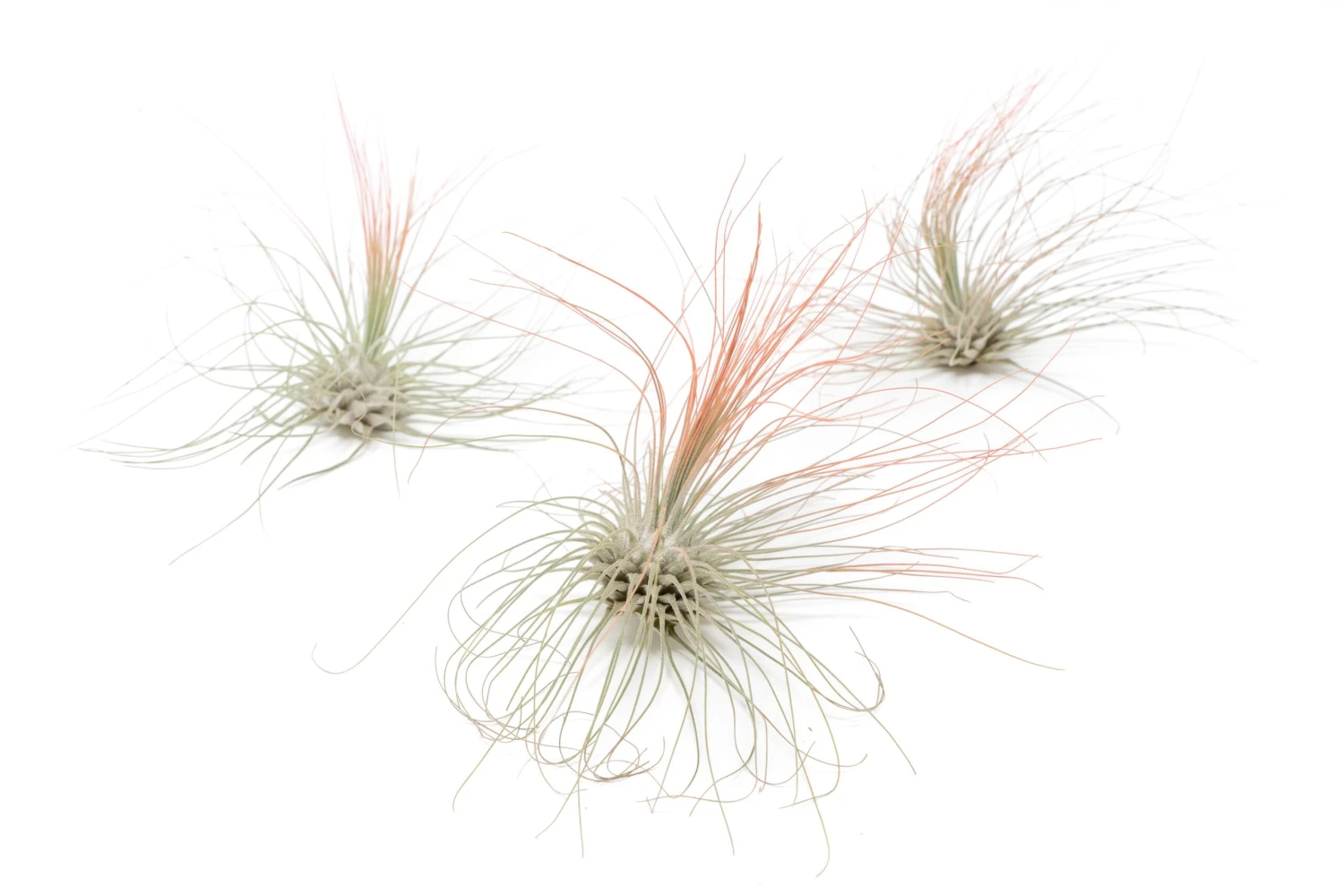 Coral Enhanced Tillandsia Air Plants - Colorful Air Plants - Image 8
