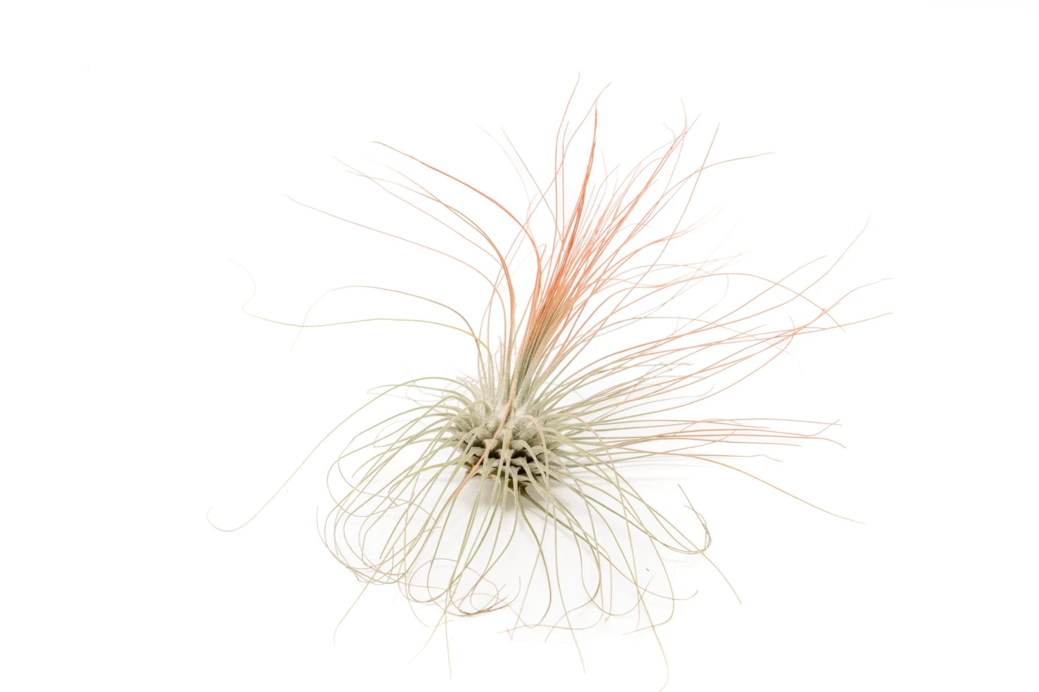 Coral Enhanced Tillandsia Air Plants - Colorful Air Plants - Image 7