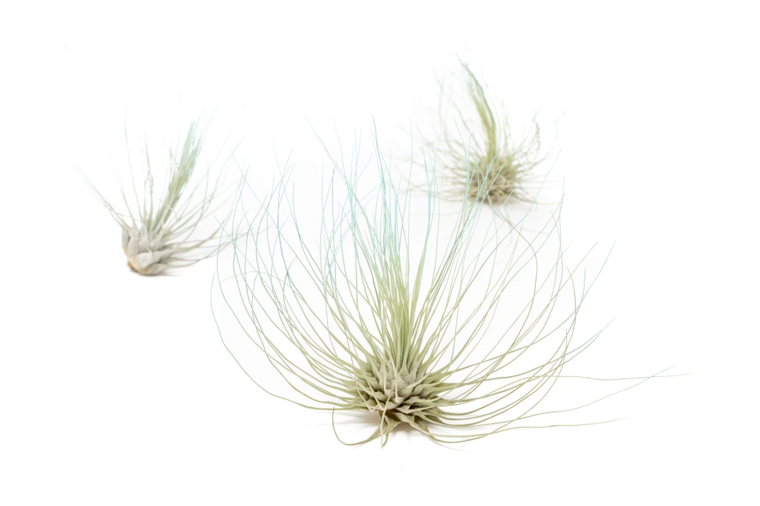 Color Enhanced - Tillandsia Argentea Air Plants - Image 13