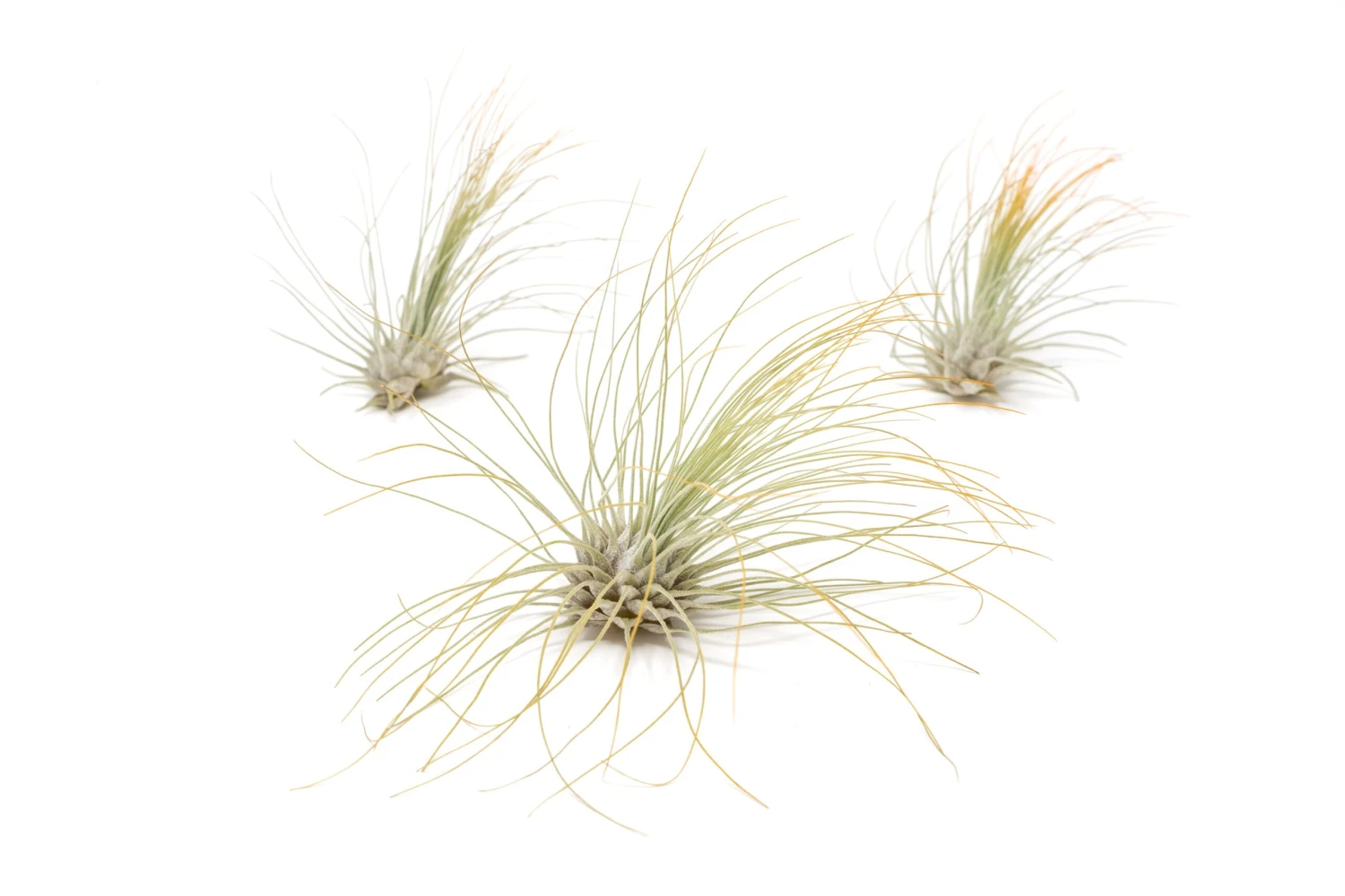 Orange Enhanced Tillandsia Air Plants - Colorful Air Plants - Image 16