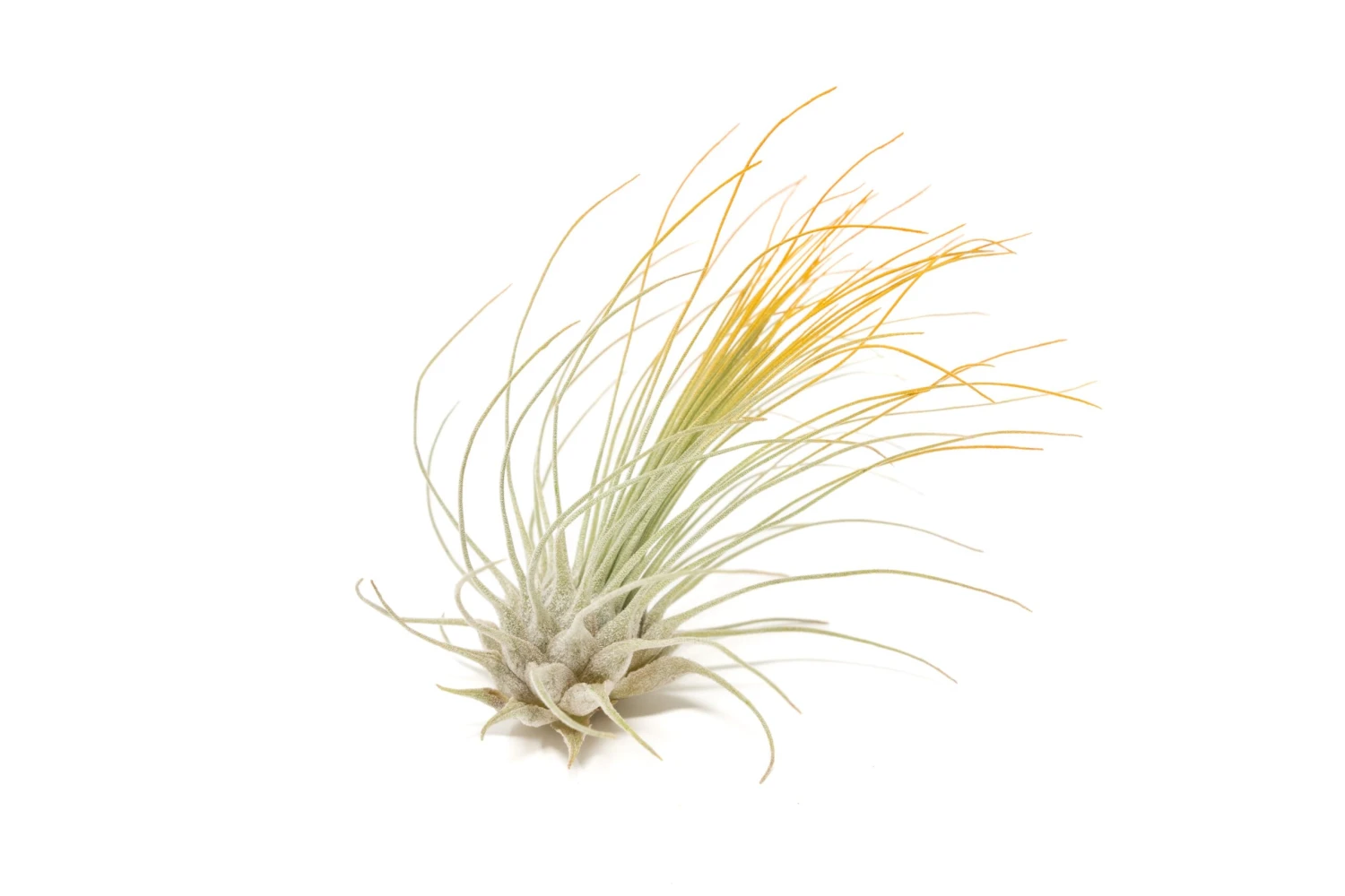 Orange Enhanced Tillandsia Air Plants - Colorful Air Plants - Image 15