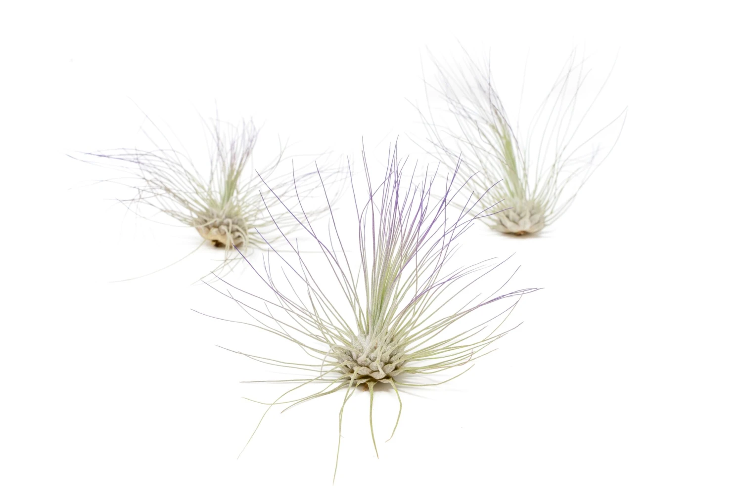 Purple Enhanced Tillandsia Air Plants - Colorful Air Plants - Image 18