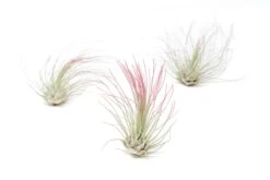 Raspberry Pink Enhanced Tillandsia Air Plants - Colorful Air Plants -Air Plant Supply Store Enhanced Colored Tillandsia Air Plant Argentea Thin Raspberry Pink 1 1