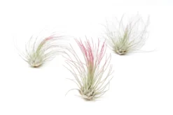 Raspberry Pink Enhanced Tillandsia Air Plants - Colorful Air Plants -Air Plant Supply Store Enhanced Colored Tillandsia Air Plant Argentea Thin Raspberry Pink 1 1 scaled
