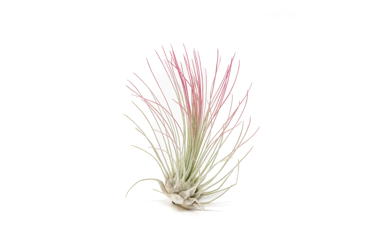 Color Enhanced - Tillandsia Argentea Air Plants - Image 7
