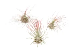 Red Enhanced Tillandsia Air Plants - Colorful Air Plants -Air Plant Supply Store Enhanced Colored Tillandsia Air Plant Argentea Thin Red 1 scaled