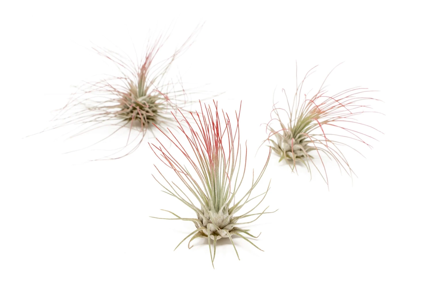 Red Enhanced Tillandsia Air Plants - Colorful Air Plants - Image 16