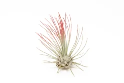 Red Enhanced Tillandsia Air Plants - Colorful Air Plants -Air Plant Supply Store Enhanced Colored Tillandsia Air Plant Argentea Thin Red 2 scaled
