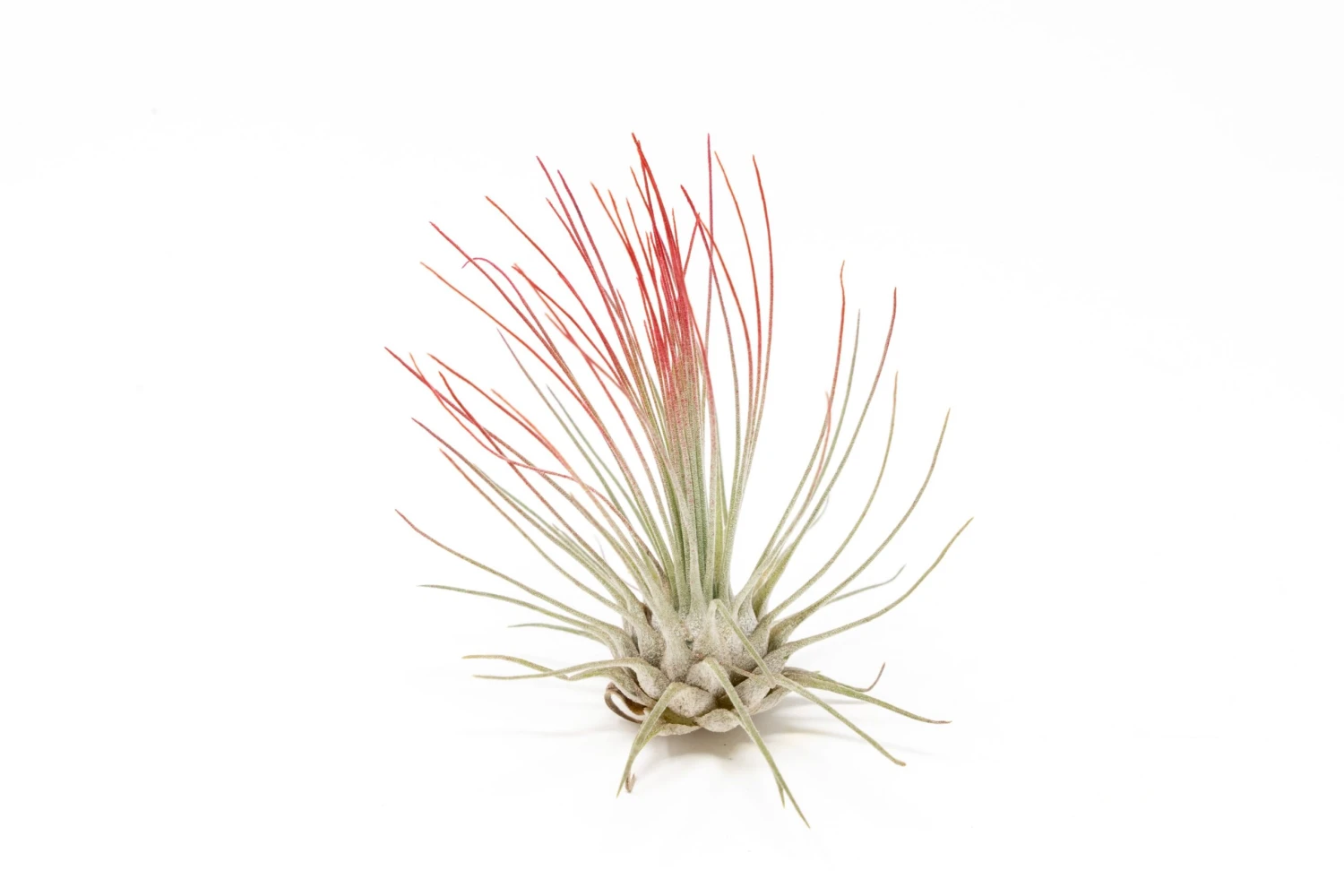 Red Enhanced Tillandsia Air Plants - Colorful Air Plants - Image 15