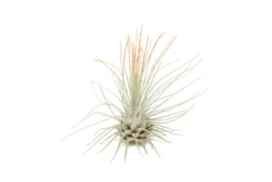 Tangerine Enhanced Tillandsia Air Plants - Colorful Air Plants 33 Tangerine Enhanced Tillandsia Air Plants - Colorful Air Plants -Air Plant Supply Store Enhanced Colored Tillandsia Air Plant Argentea Thin Tangerine 2 scaled