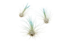 Color Enhanced - Tillandsia Argentea Air Plants -Air Plant Supply Store Enhanced Colored Tillandsia Air Plant Argentea Thin Teal Blue 1 1 scaled