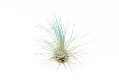 Color Enhanced - Tillandsia Argentea Air Plants -Air Plant Supply Store Enhanced Colored Tillandsia Air Plant Argentea Thin Teal Blue 2 1 scaled